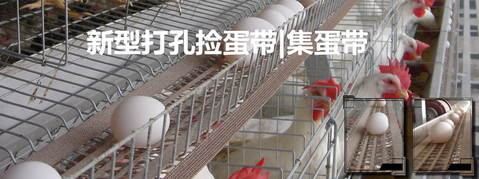 打孔撿蛋帶，集蛋帶